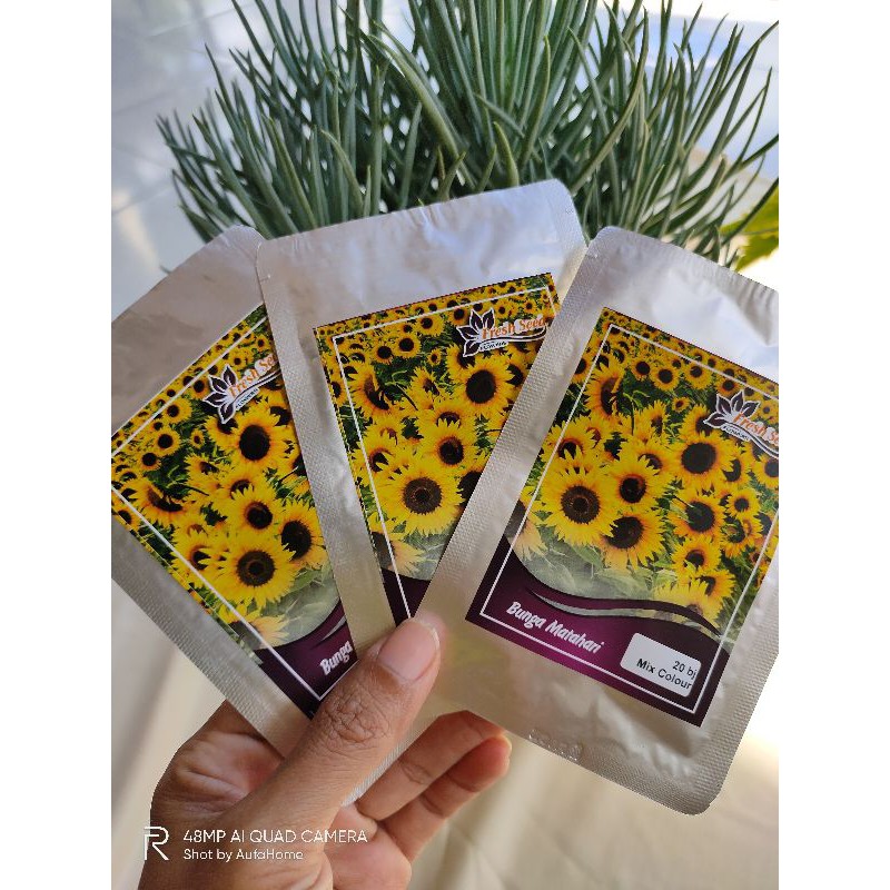 Benih Bunga Matahari