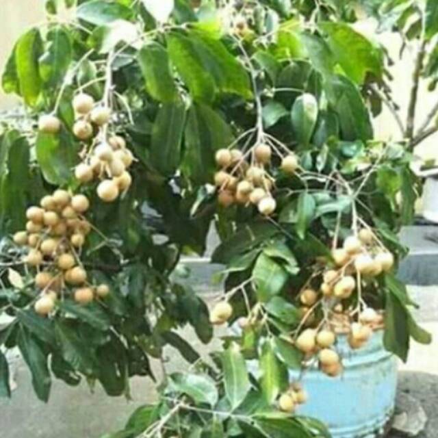 Bibit pohon kelengkeng satu jari