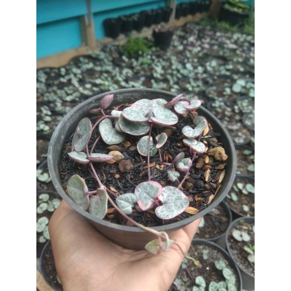 Kaktus-Sukulen String of heart variegata