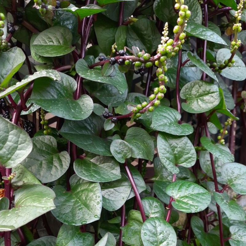 Daun binahong merah segar premium quality benahong merah gendola