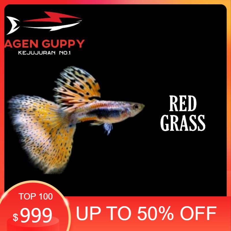 

Packing Styrofoam Guppy Red Grass