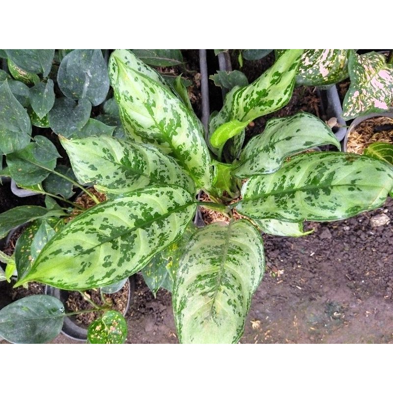 Aglonema Green Compacta