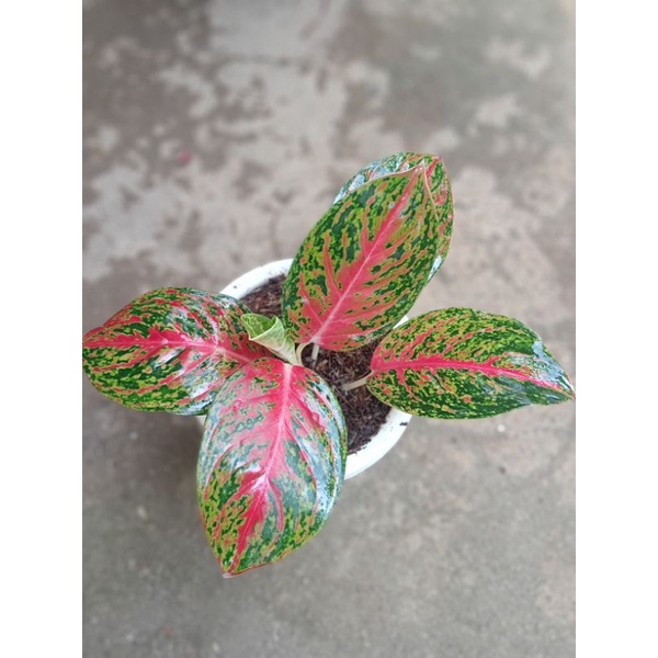 aglonema Rindu koleksian