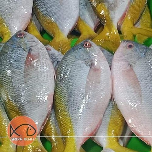 

IKAN EKOR KUNING