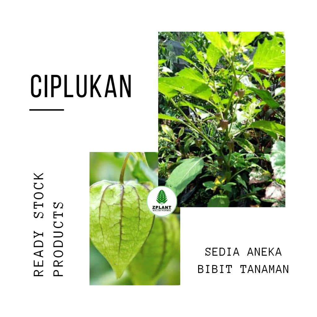 Bibit Tanaman Buah Cecendet Ciplukan Pohon Herbal Shopee