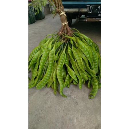 

PETE SEDENG 10 PAPAN SEGAR FRESS