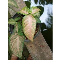 Tanaman Hias Syngonium Pink Flecked Tanaman Indoor