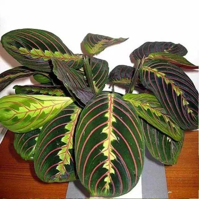 Tanaman Hias Calathea kepiting / pink striped