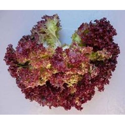 Benih Lettuce Red Rapid, jual benih lettuce red rapid murah