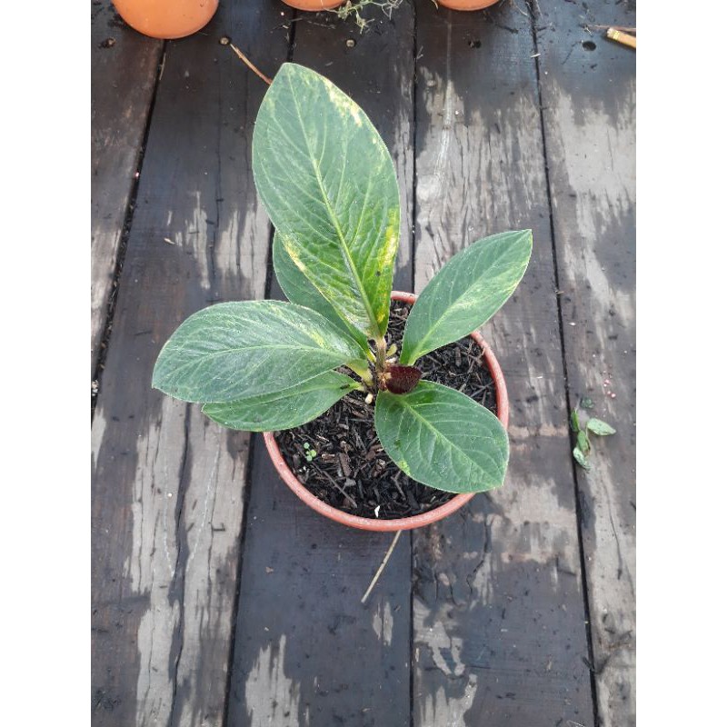 Jemani Kobra Varigata Antorium