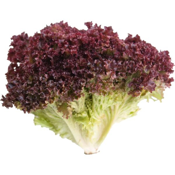 Biji Sayur Selada Merah Red Lettuce - Bibit Tanaman Sayur Selada Merah - Selada Merah - Selada - COD