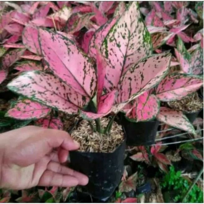 Bibit Tanaman Hias Bunga hias AGLONEMA valentine