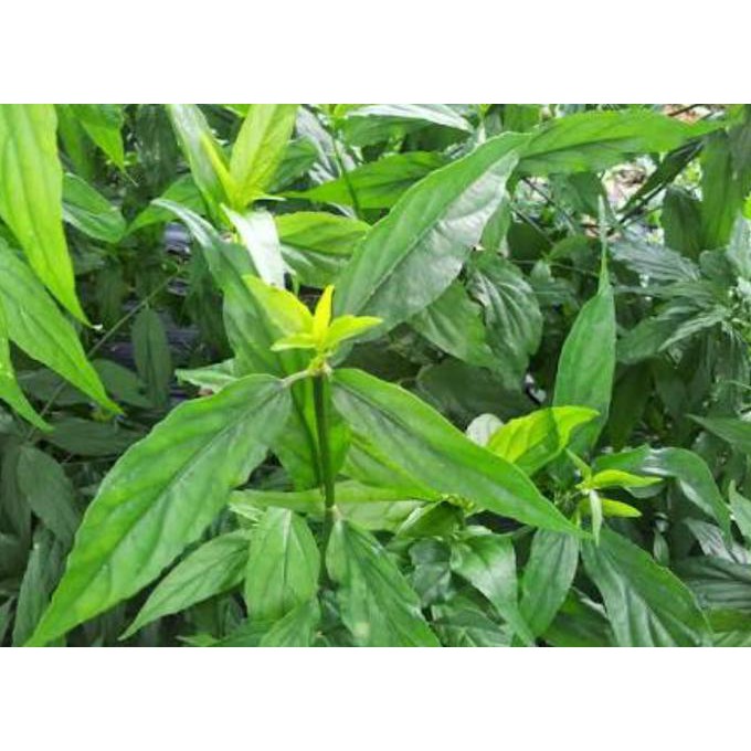 

DAUN BELALAI GAJAH SEGAR Sabah Snak Grass Clinatha 1kg