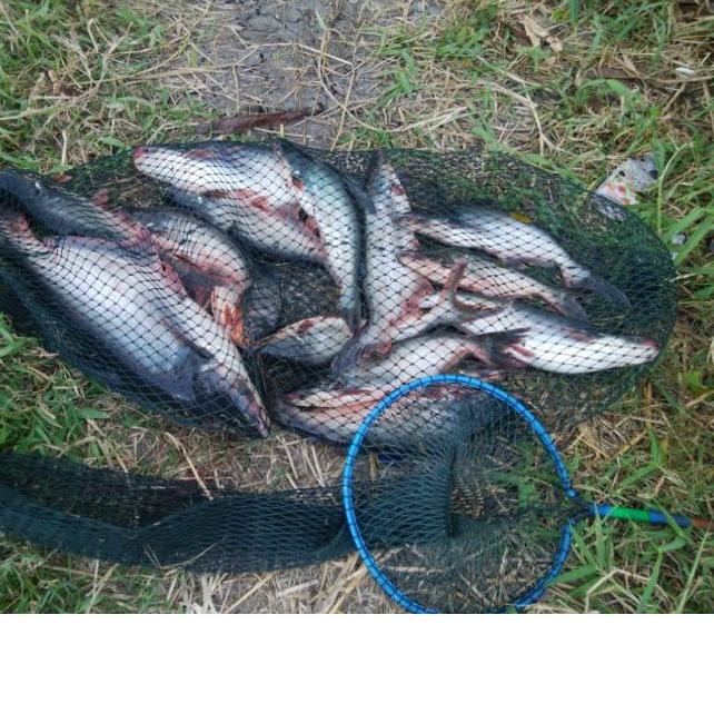 ✶ kerumbu tancap/Korang/koja/waring(Wadah ikan hasil tangkapan mancing) ✵