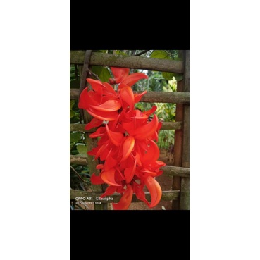 Flame Of Irian & Bibit Tanaman Flame of Irian