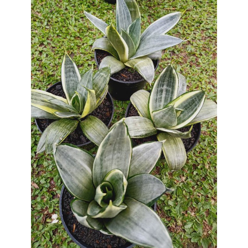 sansevieria Hahnii Silver Frost