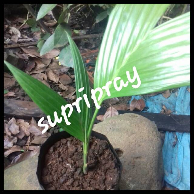 Bibit buah pinang bibit pinang bibit jambe