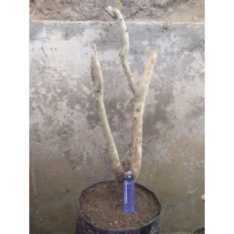 bahan bonsai rukem xL