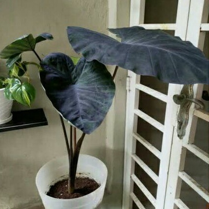 Tanaman Hias Hidup Caladium Blak Magic Keladi Hitam Hiasan Taman dan Rumah