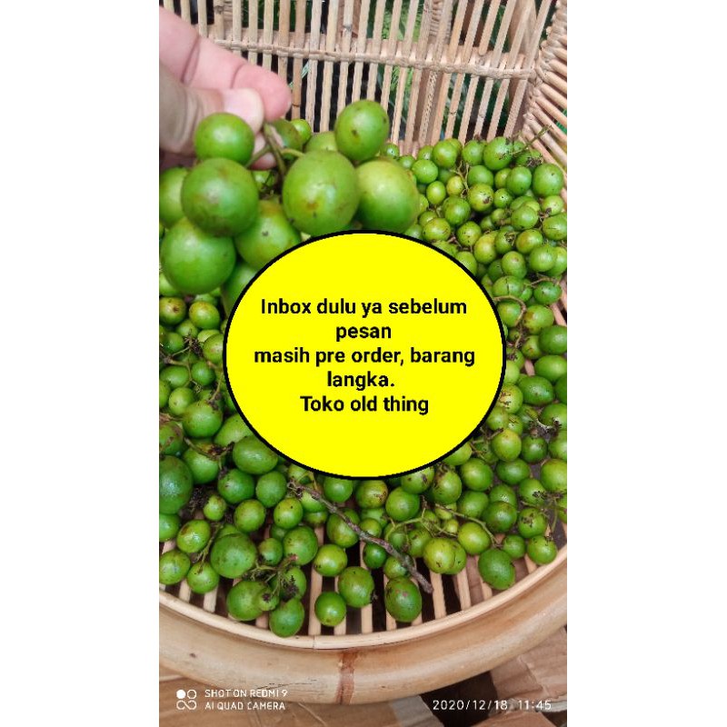 buah gandaria jatake ramania muda mentah