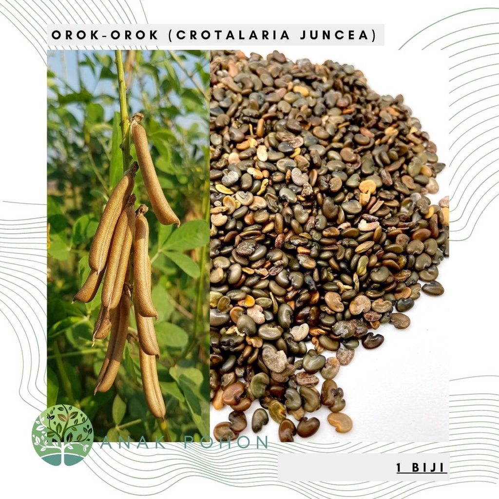 Benih Bibit Biji - Orok Orok (Crotalaria juncea) Penghasil Biomassa untuk Bahan Baku Pupuk Seeds