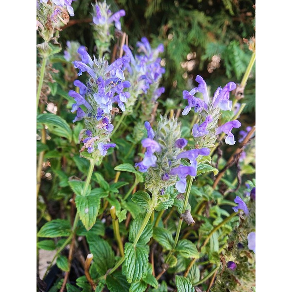 Benih-Bibit Catmint Blue Moon (Haira Seed)