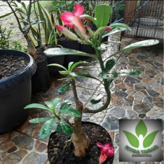 Pohon Kamboja Jepang Ungu & Pink - Tanaman Hias Pohon Kamboja Jepang