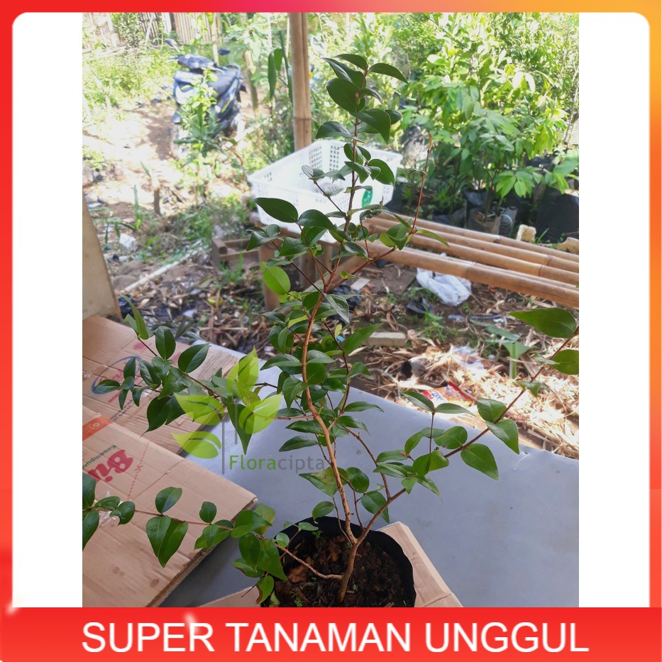 Bibit dewandaru - pohon buah dewandaru