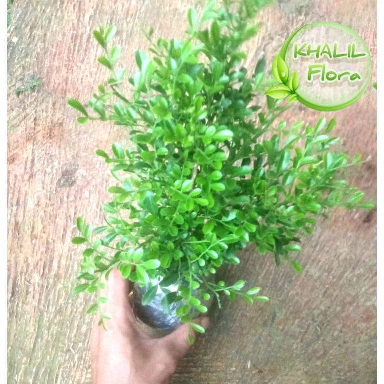 Bibit Micro Pohon Kemuning Micro Bahan Bonsai Tanaman Hias Kemuning Mikro