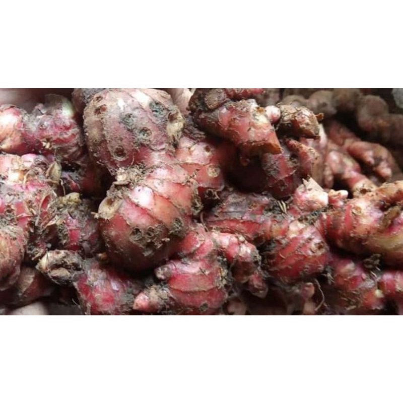 

Jahe merah ( emprit) fresh 500 gr