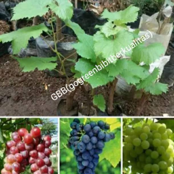 Paket murah bibit anggur  Isabella 3 Batang merah hitam hijau