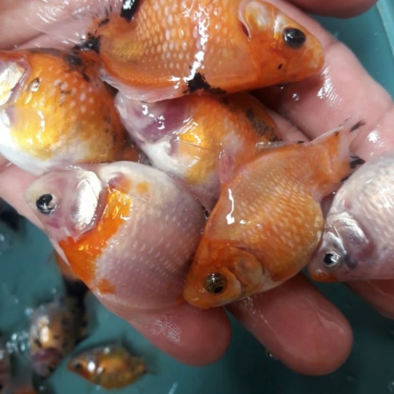 IKAN KOKI JENIS MUTIARA. PAKET HEMAT ISI 10 EKOR. UKURAN JEMPOL KAKI ORANG DEWASA + BONUS UMPAN