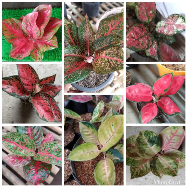 Aglonema paket 8 import