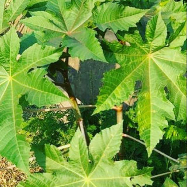 Daun Jarak Kepyar Herbal Segar (5 Lembar)