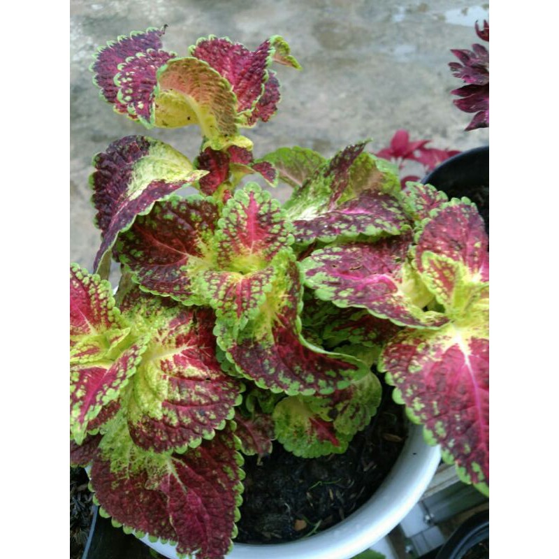 miana#lokal#premium#super