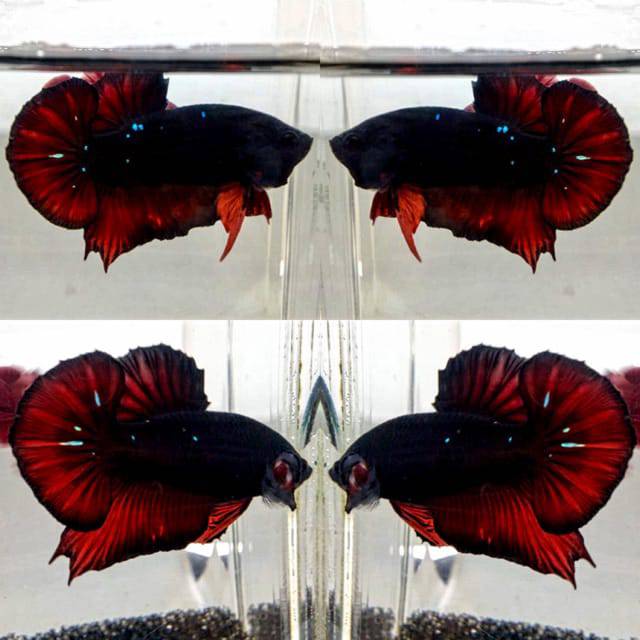  Ikan  cupang  Sepair Avatar Black Vampire Shopee Indonesia