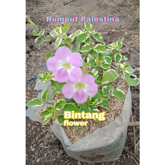 tanaman gantung Rumput Palestine Tanaman Hias rumput palestina
