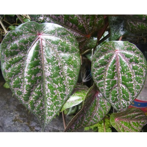 Daun Sirih Merah dan Hijau - Hijau