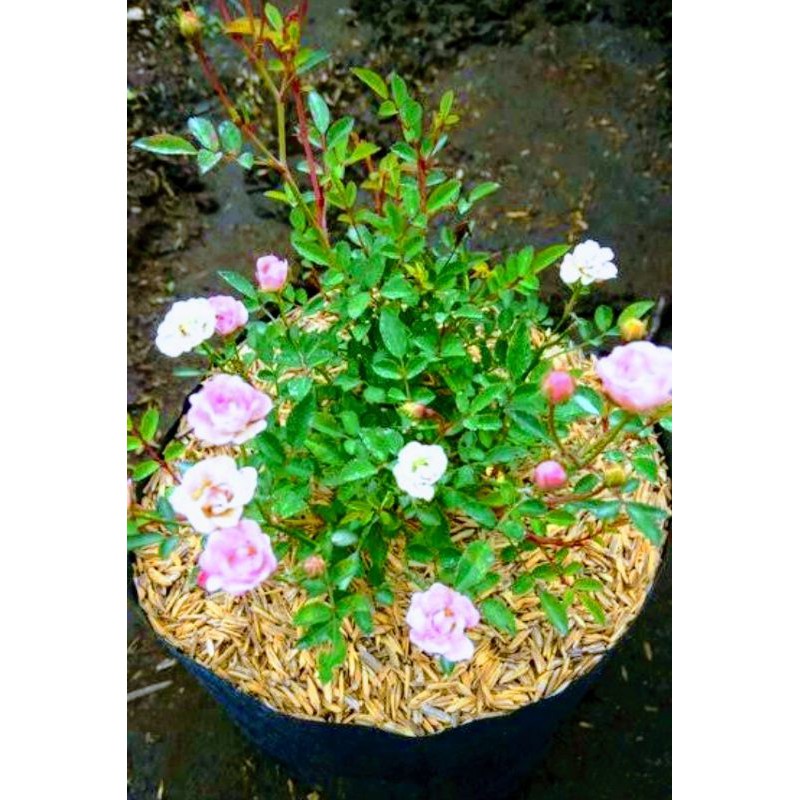 Bibit Tanaman Bunga Mawar Mini Pink putih/Baby Rose/Mawar Rambat