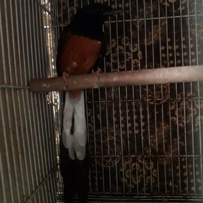 Murai Batu Muda Hutan Ekor 18