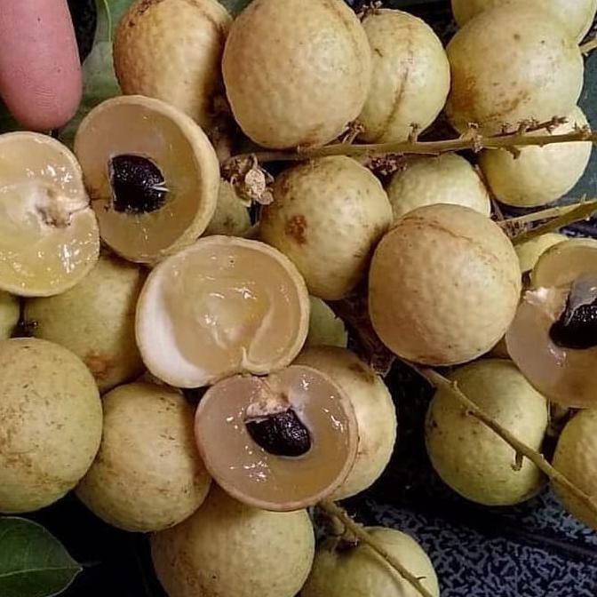 UNGGULAN BIBIT BUAH KELENGKENG MATALADA TANAMAN BUAH KELENGKENG MATALADA @_#