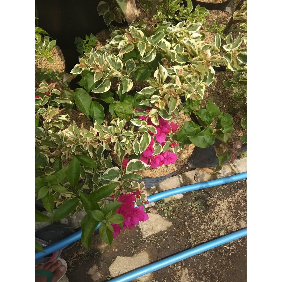 Bunga Bougenville varigata merah