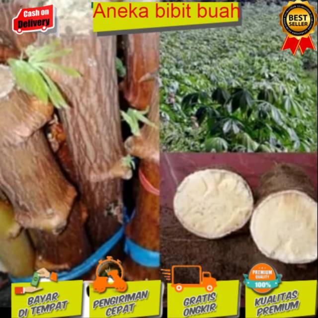 Jual Paket 30 Batang Bibit Stek Singkong Stek Ketela Pohon Shopee Indonesia 