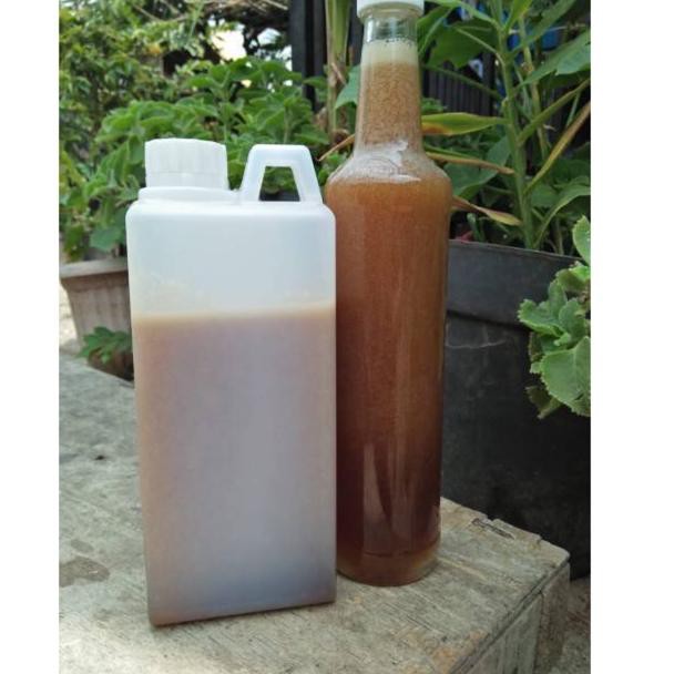 

Khusus hari ini Madu liar hutan sialang sumatra, 1 kg apis dorsata,,,,,