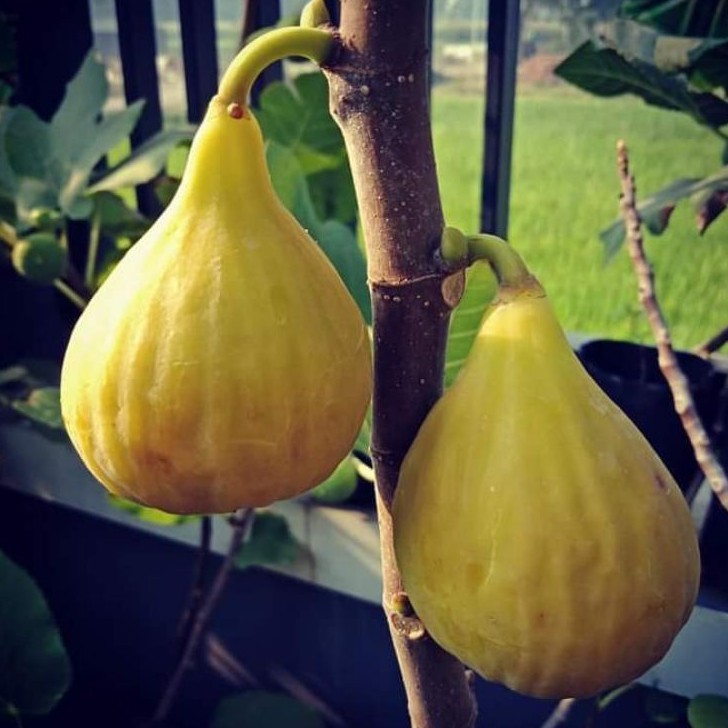 Bibit tin buah jumbo cangkok jenis LDA - bibit buah tin unggul