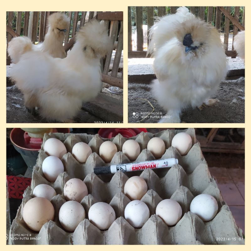 TELOR AYAM HIAS AMERICAN SILKY, AYAM SULTAN, RAJANYA AYAM, AYAM BULU KUCING AYAM. VIRAL