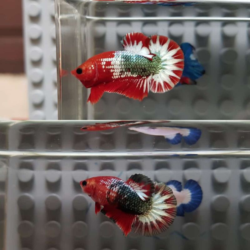 1 PAIR FCCP TOP GRADE