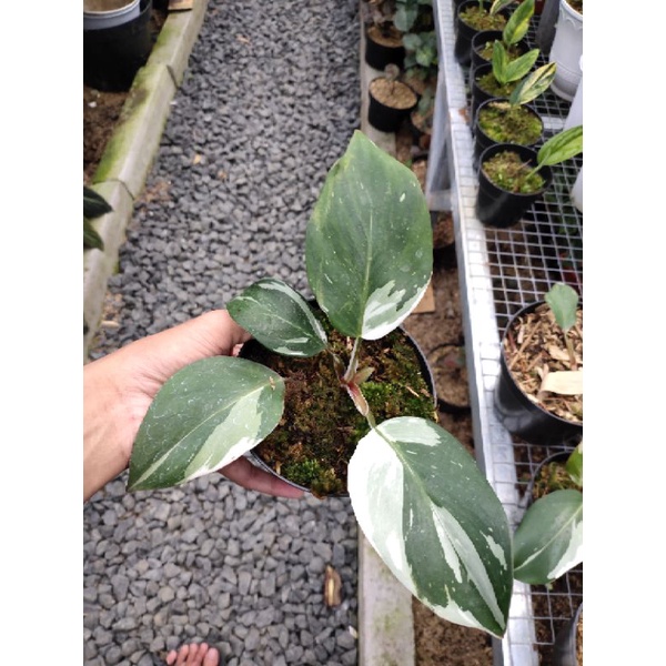 philodendron white princess