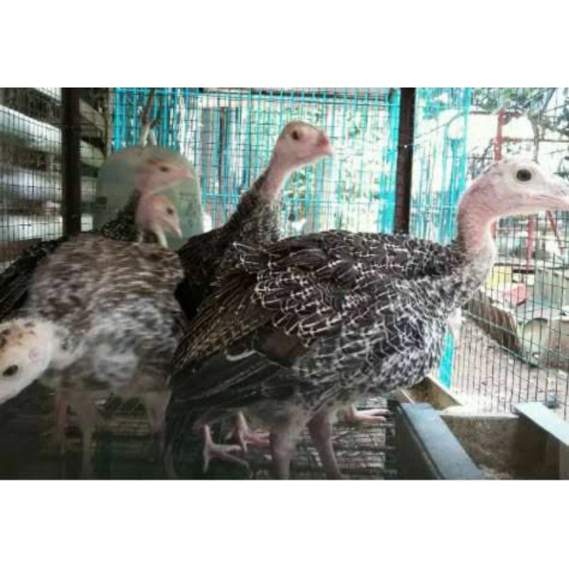 Ayam kalkun usia 2 bulan