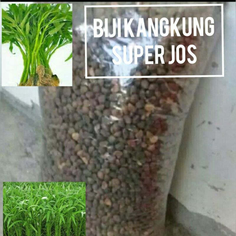 BIBIT  SAYUR KANGKUNG 1KG